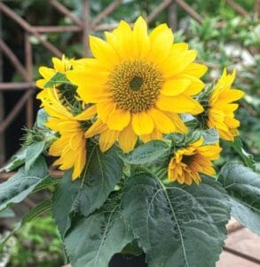 Smiley Gold