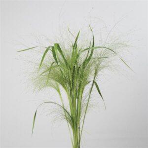 Panicum Frosted Explosion