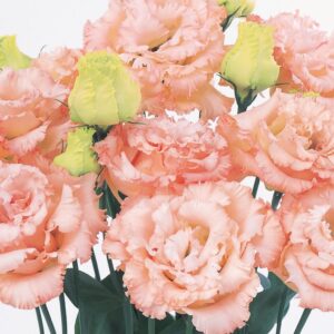 Voyage 2 Light Apricot
