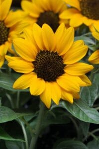 Miss Sunshine