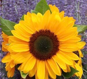 Summer Provence