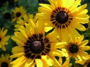 Denver Daisy