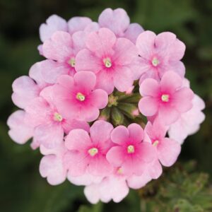 Obsession Cascade Pink