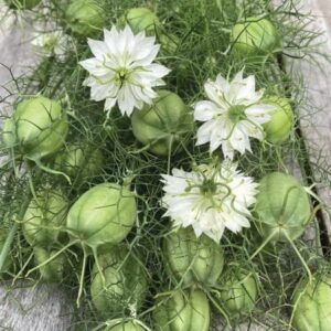 Albion Green Pod