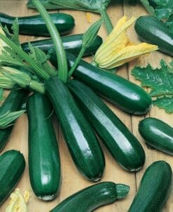 Zucchini Black