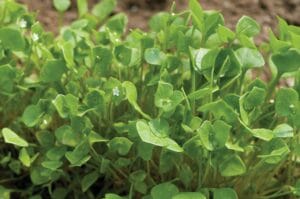 Claytonia