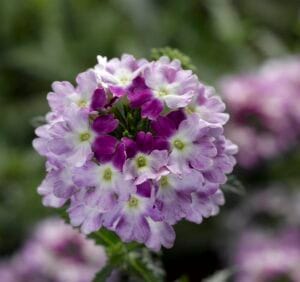 Obsession Cascade Twister Violet