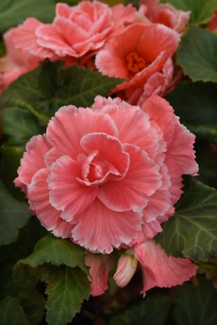 Ameri Hybrid Pink Lace 1 Ameri Hybrid Pink Lace