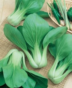 Pak Choi
