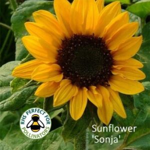 Sonja