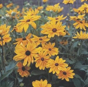 Indian Summer
