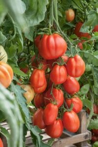 Giant Garden Paste
