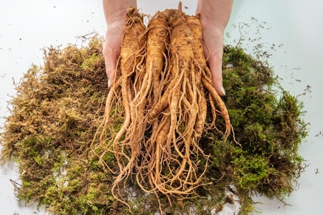 American Ginseng 1 American Ginseng