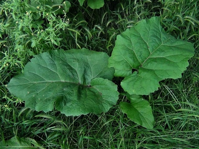 Burdock 1 Burdock