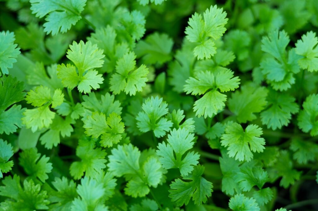 Cilantro 1 Cilantro