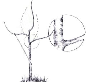 Tree Training Rubbers