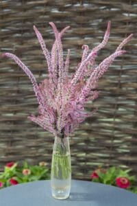 Pink Pokers
