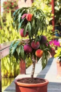 Patio Peach . Bonanza