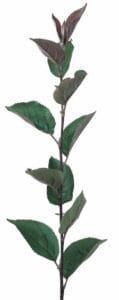 Rootstock . Bud 9 : 1/4″