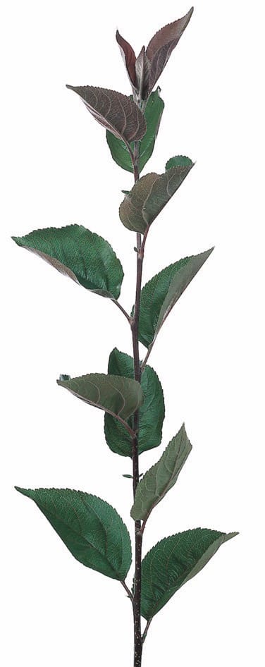 Rootstock . Bud 9 : 1/4" 1 Rootstock . Bud 9 : 1/4"