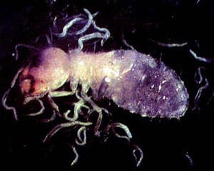 Beneficial Soil Nematodes