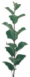 Rootstock . EMLA 7 : 1/4″